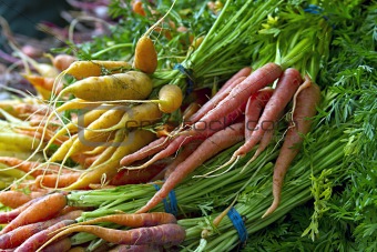 Fresh Picked Carrots