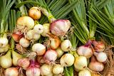 Organically Grown Spring Onions Bulbs