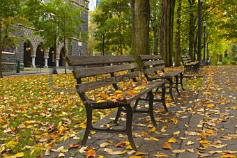 Fall Leaves on Benches Along Park 3
