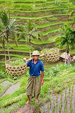 Rice farmer

