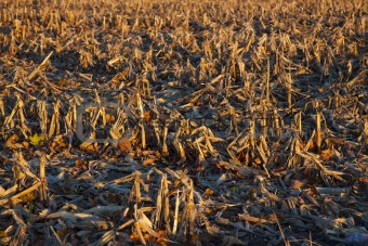 Corn Field after harvest