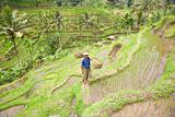 Rice farmer
