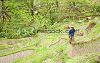 Rice farmer 