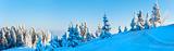winter fir trees in mountain