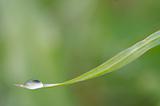blade of grass with drop