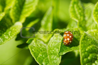 Brown ladybug on leaves of potato