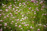 Meadow with blooming clover