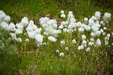 Marsh plant - cotton grass during fruiting