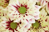 Background of large flowers - Chrysanthemums