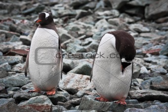 two identical penguins 