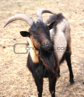 Dark wild goat