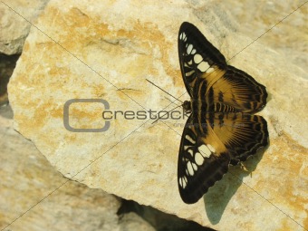Brown Butterfly on the Stone