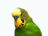 Australian Green Parrot isolated