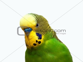 Australian Green Parrot isolated