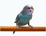 Australian Blue Parrot isolated