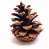 Old Dry Pinecone isolated 2
