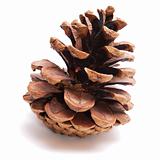 Old Dry Pinecone isolated 1