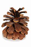 Old Dry Pinecone isolated 3