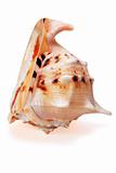 Cassis cornuta Seashell isolated 2