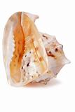 Cassis cornuta Seashell isolated 3