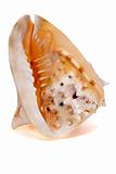 Cassis cornuta Seashell isolated 1