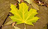 maple leaves on stump