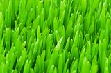 Close up of green grass on summer day