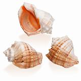 Three Orange Seashells isolated
