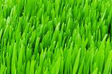 Close up of green grass on summer day