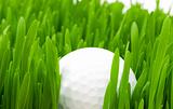 Golf ball and grass isolated on the white background