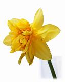 Yellow Narcissus