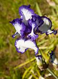 Blue and White Iris