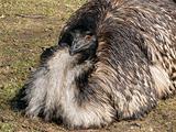 Emu ostrich