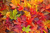 Maple Leaves Mixed Fall Colors Background 