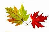 Pair of Red and Green Maple Leaves Backlit