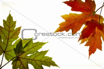 Maple Leaves Mixed Fall Colors Backlit 3