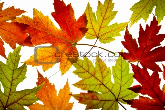 Maple Leaves Mixed Fall Colors Backlit