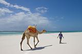 Camel walking on Kenyan beach