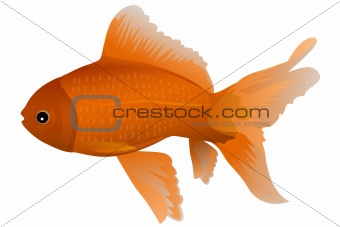 isolated gold fish