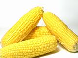 corn yellow 