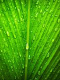 water drop on Green leaf background
