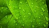water drop on Green leaf