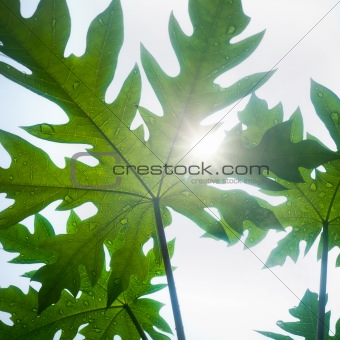 sunlight on papaya leaf