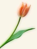 Pretty Tulip flower.
