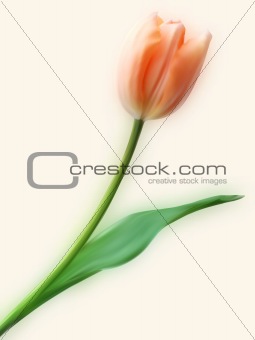 Pretty Tulip flower.