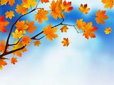 Autumn colored leaf on blue sky.