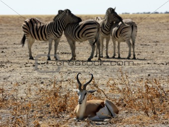 Zebras and Impala