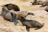 Brown Fur Seal (Arctocephalus pusillus)