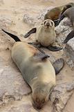 Brown Fur Seals (Arctocephalus pusillus) on Cape Cross, Namibia, Africa