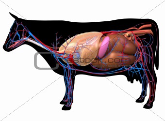 Anatomy of a cow.